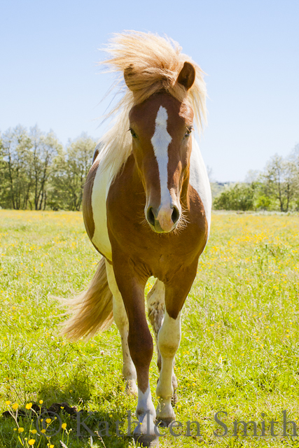 Young pinto Icelandic horse stallion