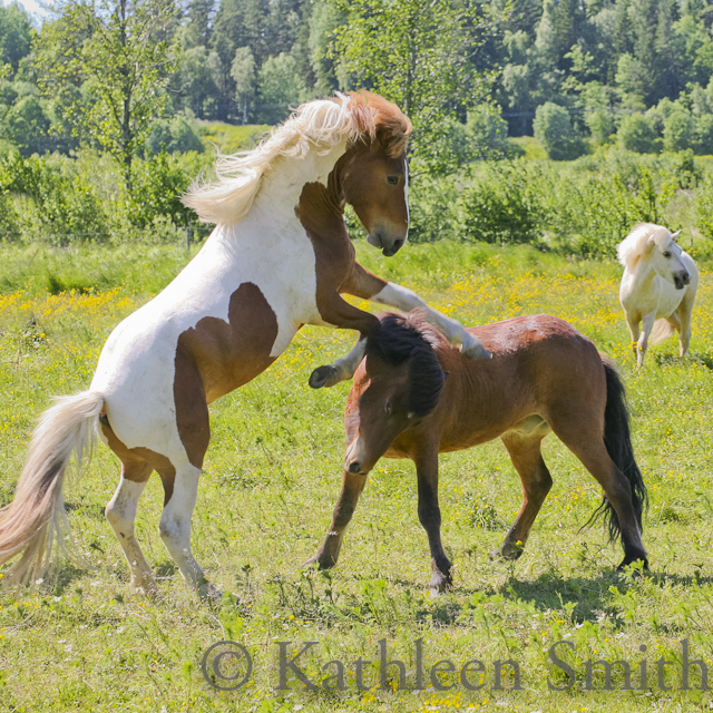 Two young Icelandic horse stallions playing